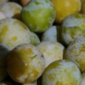 Pâté aux prunes angevin