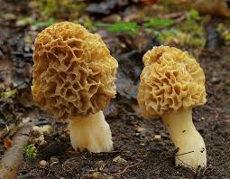 Morilles