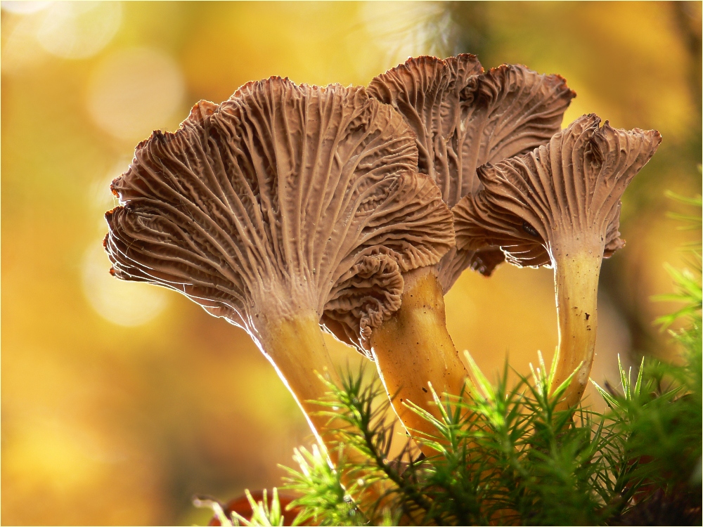 Chanterelles