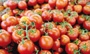 Tomates fraîches moyennes